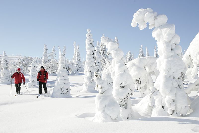 Прогулка на лыжах по лесу в Финляндии