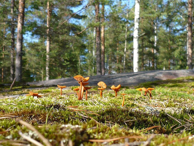 Природа в финском национальном парке Нууксио