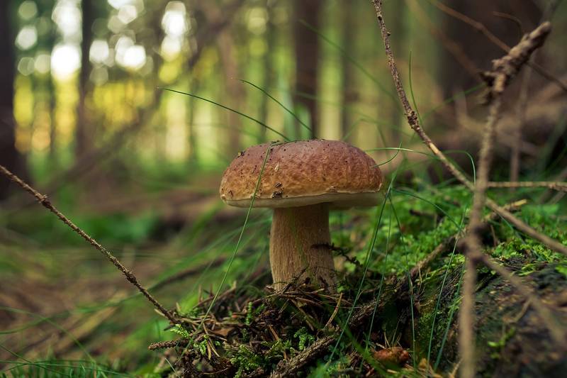 Фото белого гриба в Финляндии