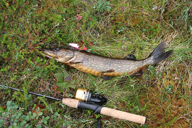 Рыбалка на озерах в Финляндии