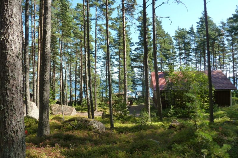 Фото коттеджа в лесу в Финляндии