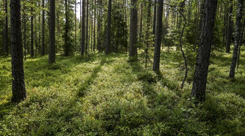 Леса в Финляндии