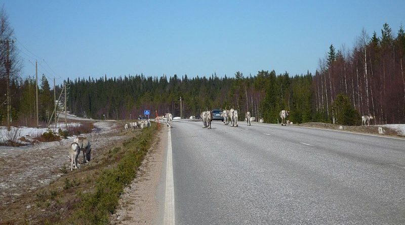 ДТП в Финляндии с диким животным