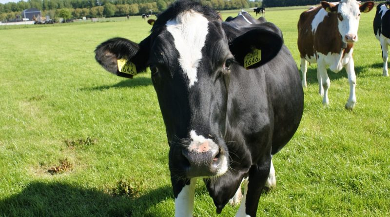 В Финляндии пройдут соревнования по метанию табурета для дойки коров