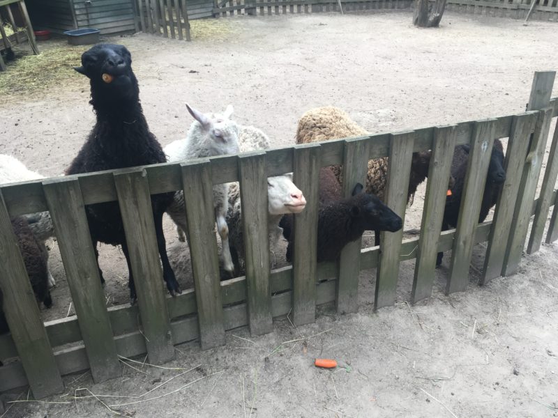 Животные в парке Korpikeidas в Йоутсено