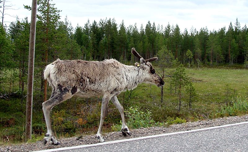 Лось на дороге в Финляндии