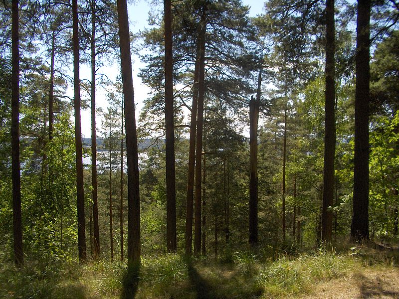 Природный парк Пююникки в Финляндии