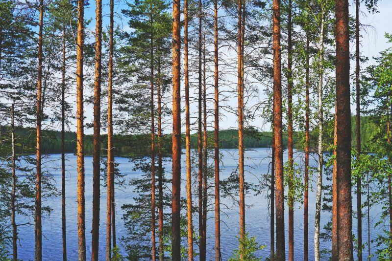 Сосновый лес у финского озера