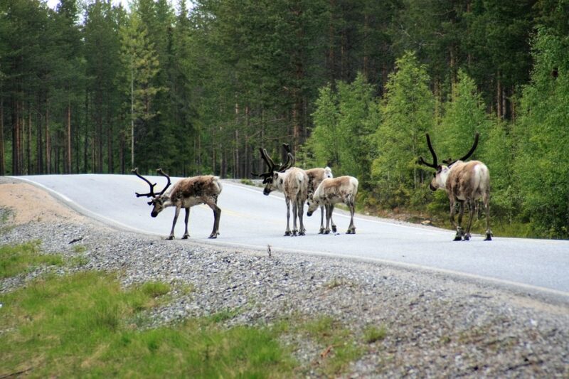 Олени на дороге в Финляндии