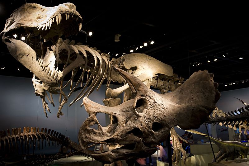 Скелет динозавра в музее естественной истории Швеции в Стокгольме