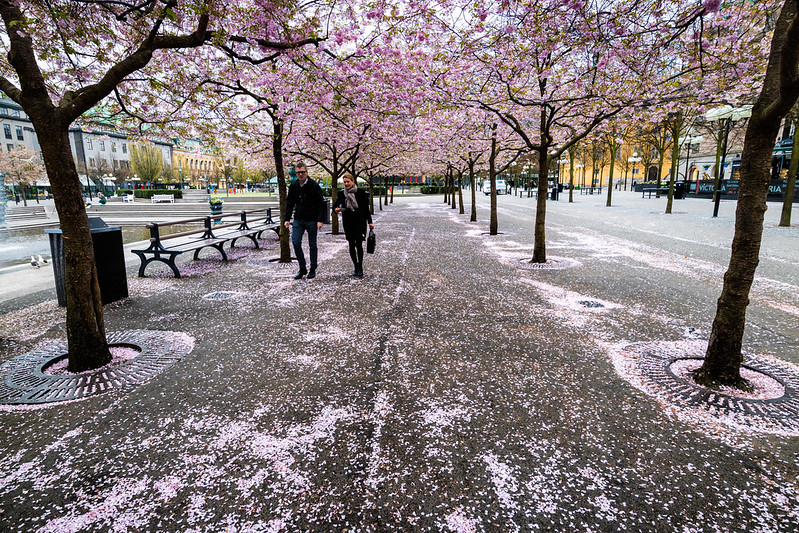 Цветение сакуры в парке Кунгстрэдгорден в Стокгольме